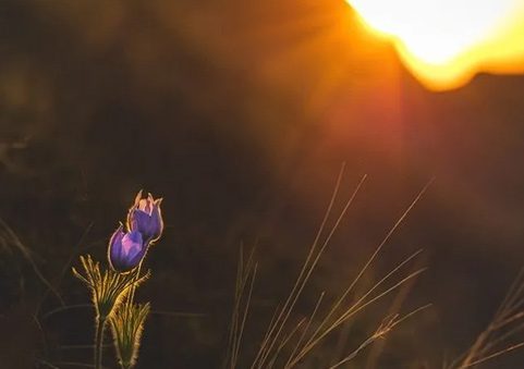 A purple flower in the middle of a field.